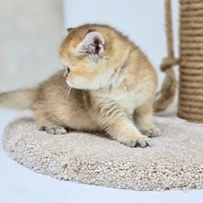 плюшки бриТансКие