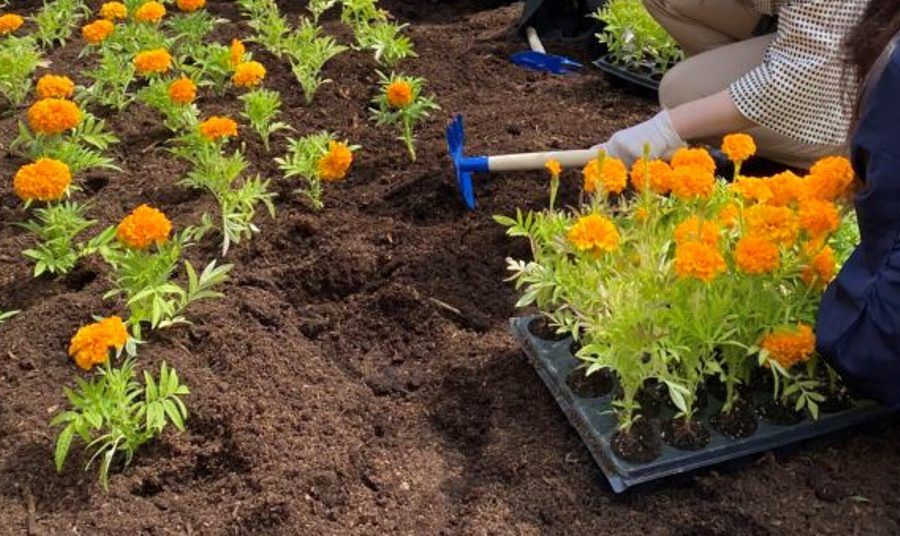 Садовник, Посадка деревьев, цветов, растения уборка сада.