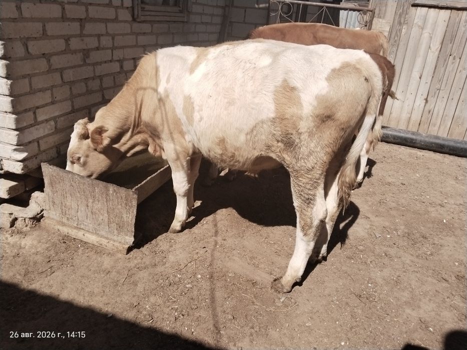 Продаются бычки этого года