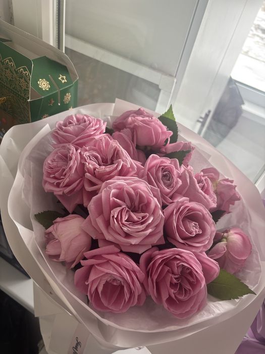 Цветы роза новые