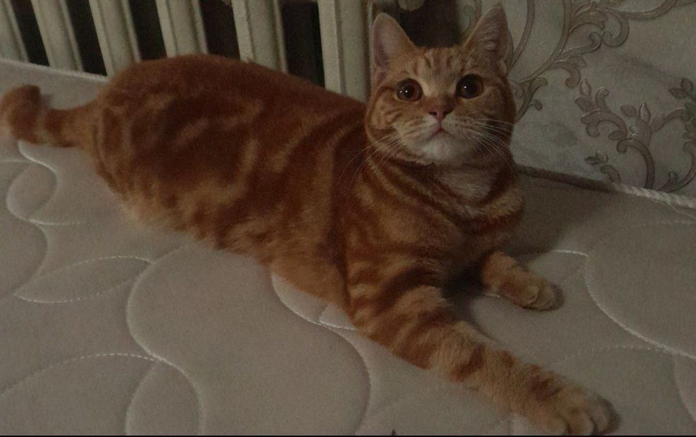 Skotish strayt Mramor