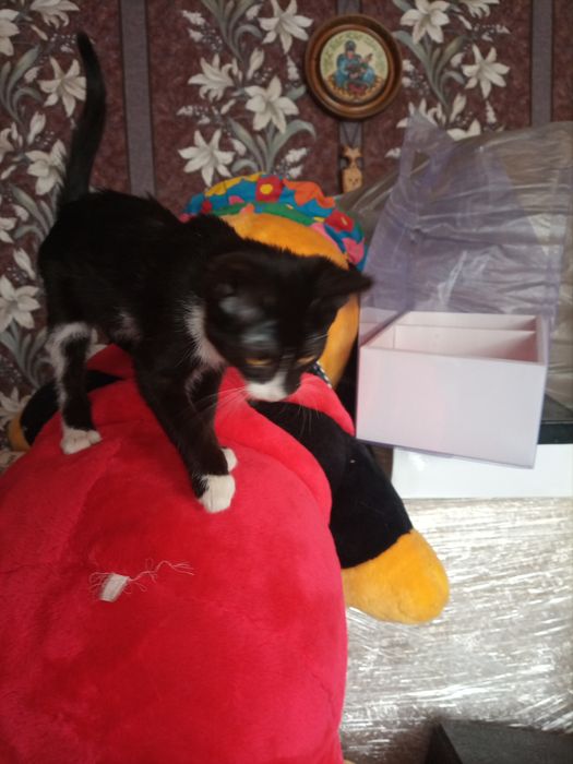 Котенок мальчик для добрых людей