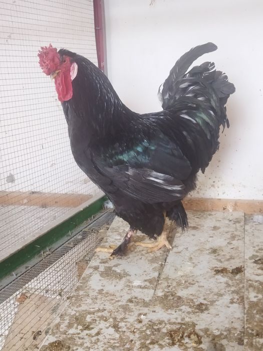 Брама хонаги мурго