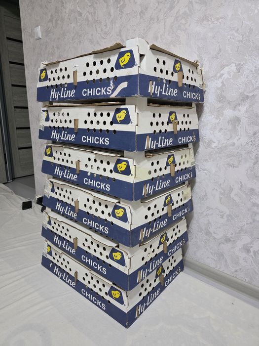 Хаммаси 100 % товук чикади Цыплята курочки несушки