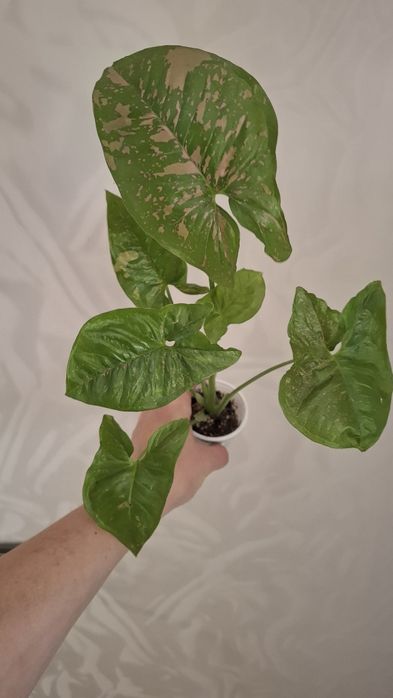 Продам Комнатные цветы