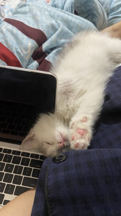 Котенок (девочка)