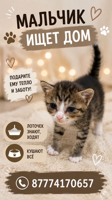 Отдам котят в добрые ручки