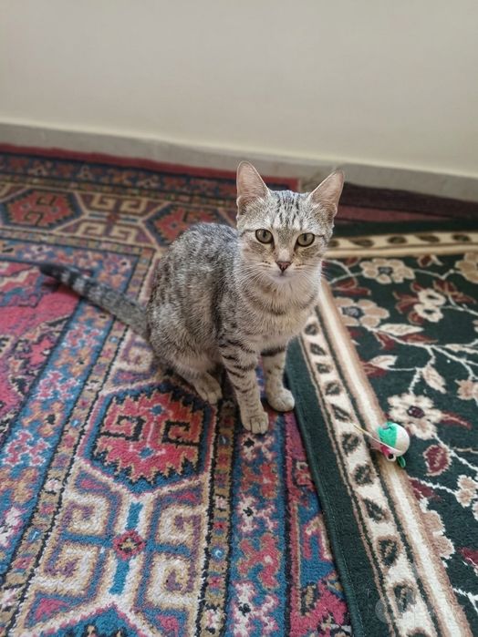 Отдаем котёнка бесплатно . Пишқ бесплатно берледи
