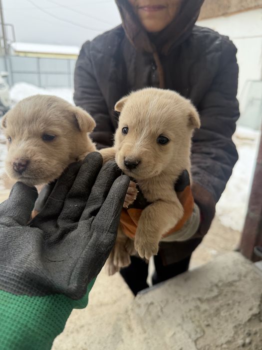 Отдам красивых щенков