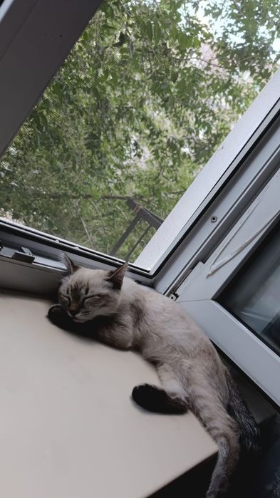 Котёнок породистый