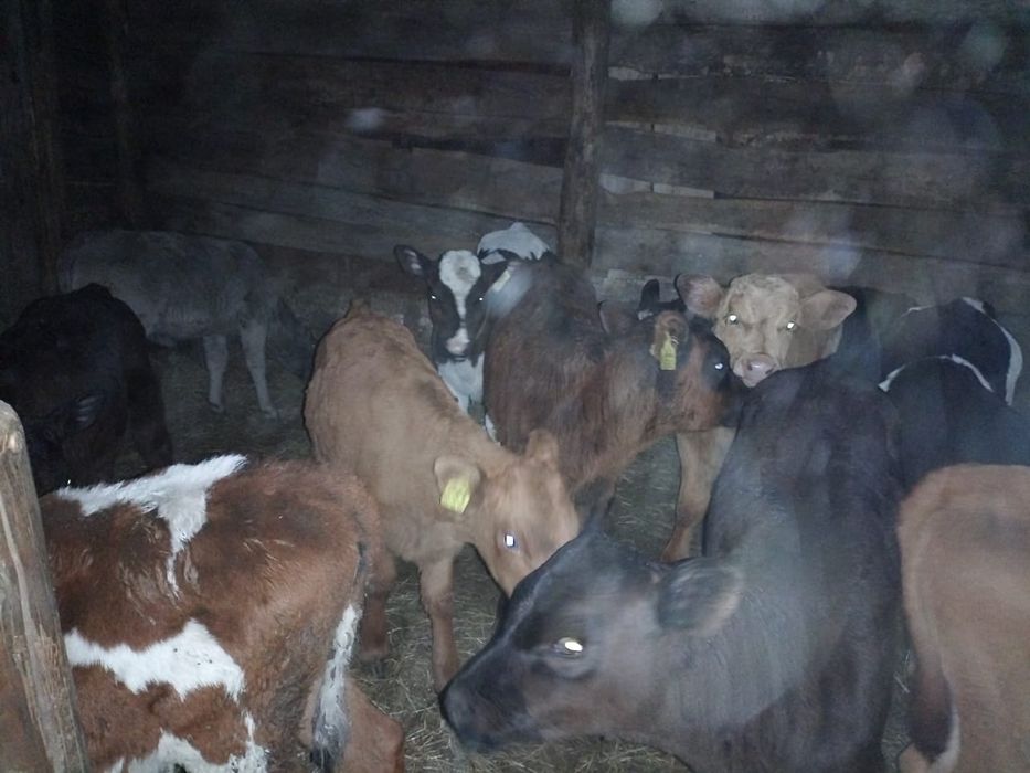 Продам телят разных возрастов