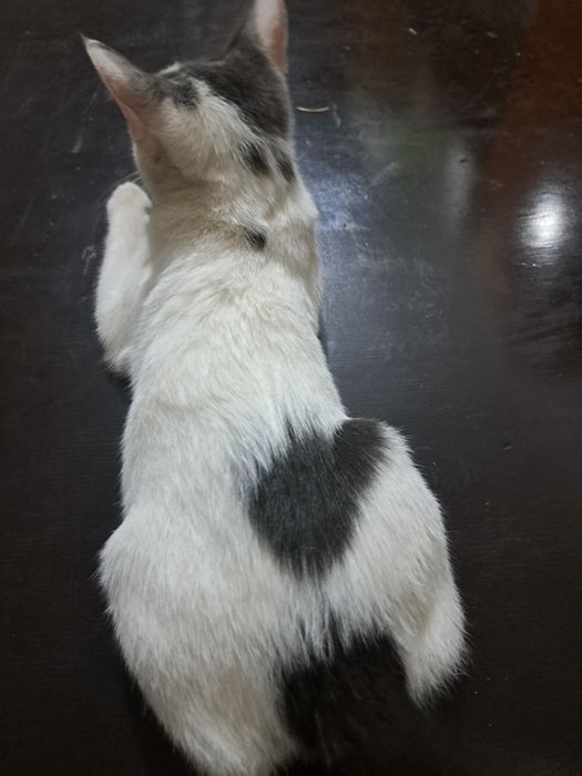 Котёнок 4 месяца