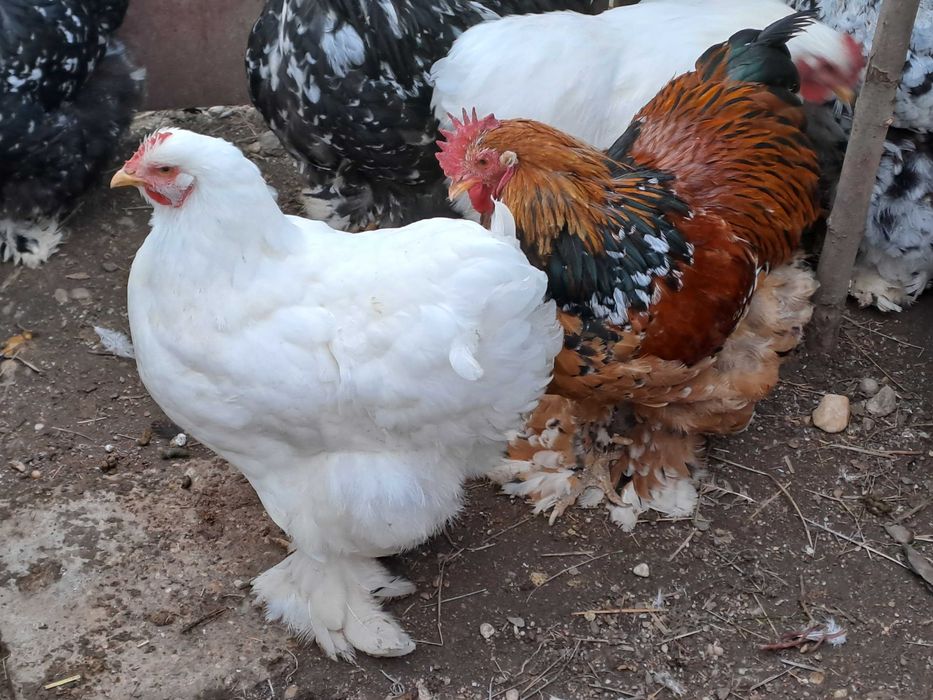 Vând găini și cocoși cochinchina