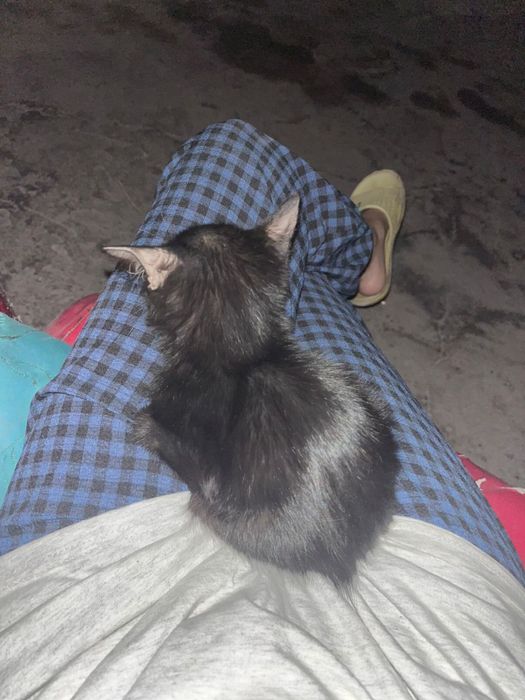 Бесплатно отдам котёнка-мальчика