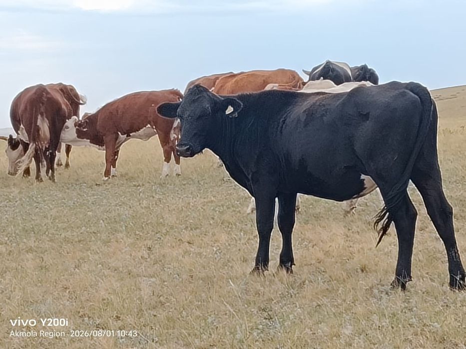 Продам крс оптом.