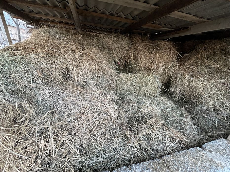 Таза Жоңышқа шөп сатылады