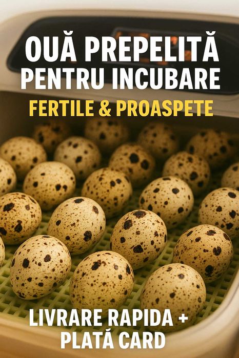 Oua Prepeliță incubat Prepeliță ouatoare