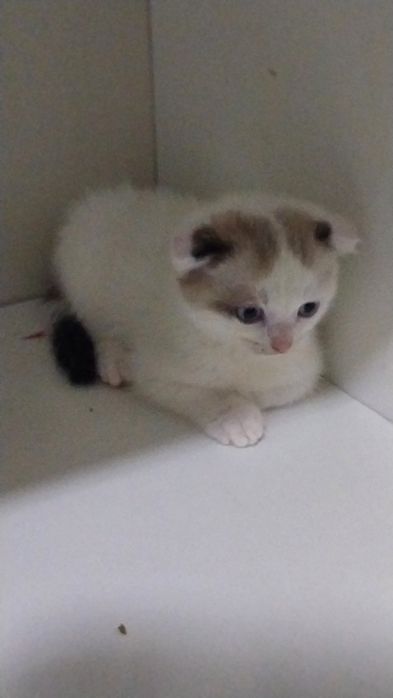 Шотланские весоухие