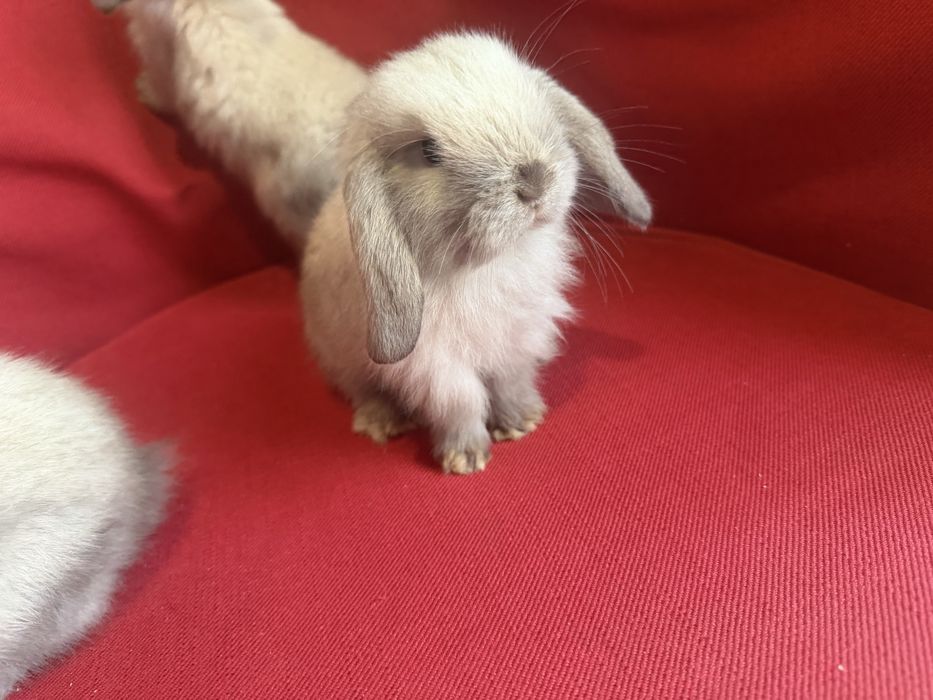 Vand pui de iepure berbec pitic holland lop