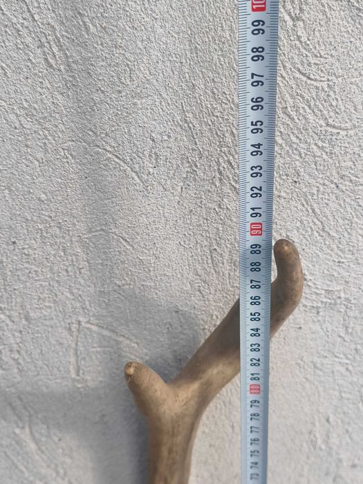 Еленски рога 90х60 см – голям трофей, изгодно