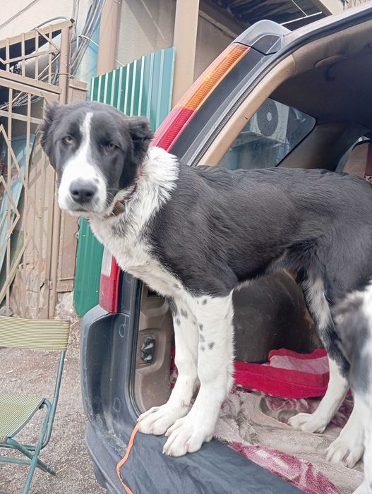 Щенки алабая (САО) девочки