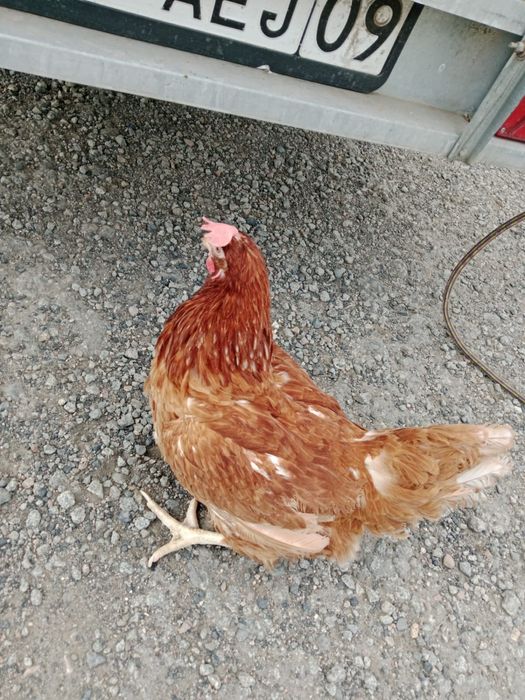 Куры несушки красные