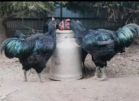 Инкубационные яйца