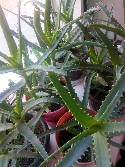 Алоэ лечебный  ,многолетний