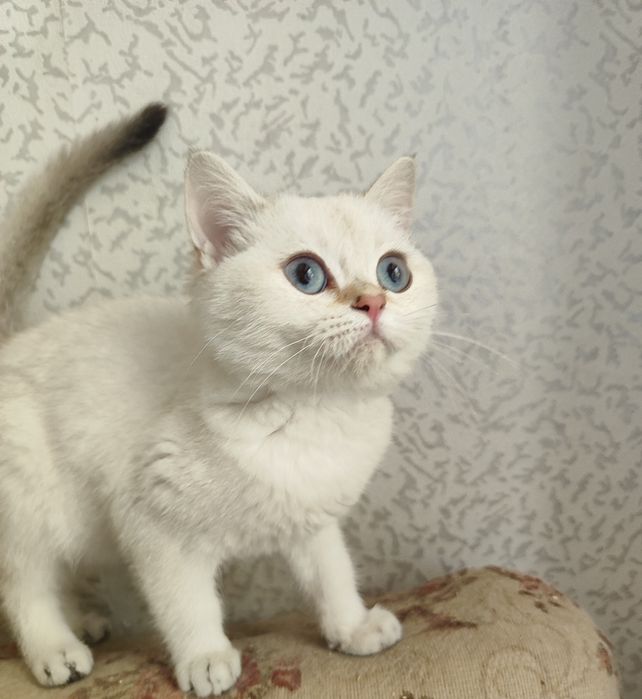 Шиншиллка мальчик шотландец
