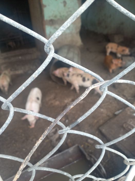 Поросята месячные