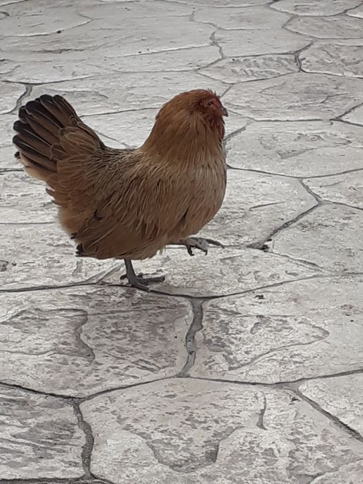 Vand  gainute barboase  anwers