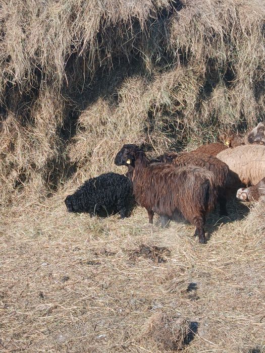 Семіз қой сатылады