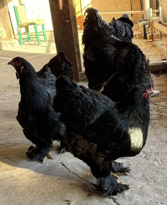 Разплодени от разлини видове Брама