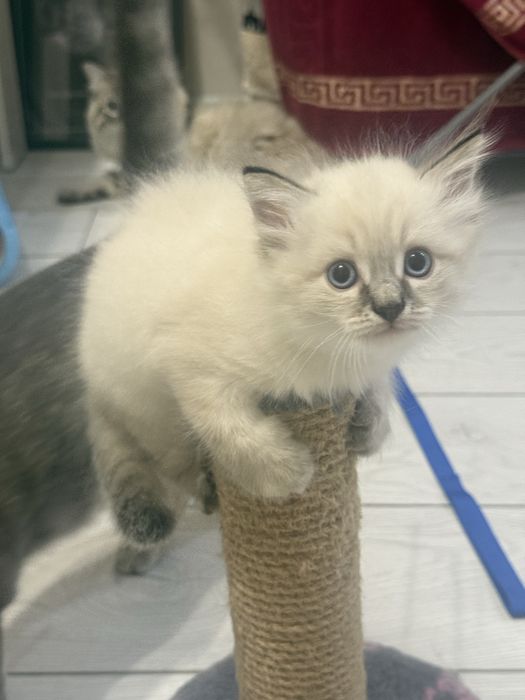 Котенок Ластик, мальчик