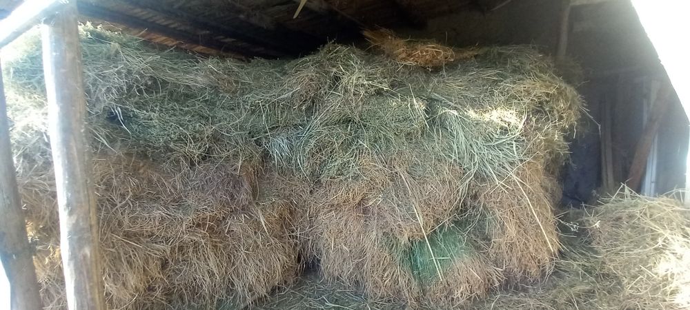 Beda sotiladi 5.000 sòmdan