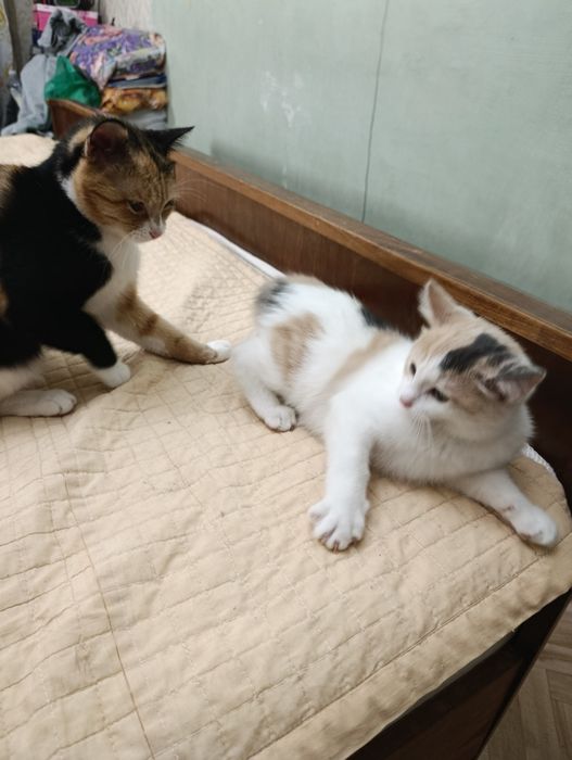 Котёнок в хорошие руки