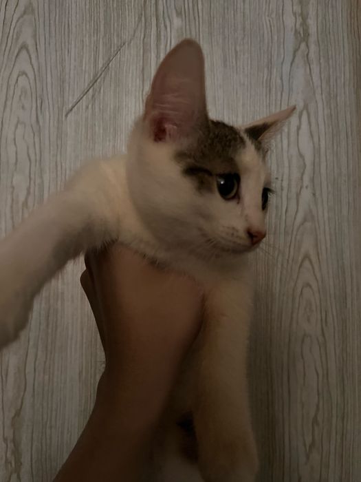 прямоухая кошка