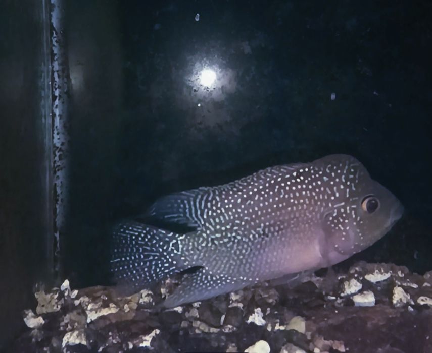 Цихлида Фловер  Хорн.