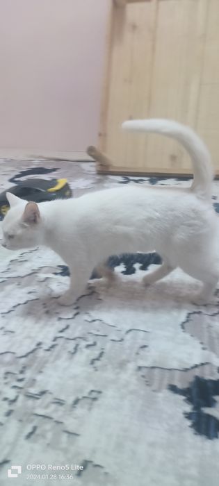 Appaq pishiq satiladi baxasi 200