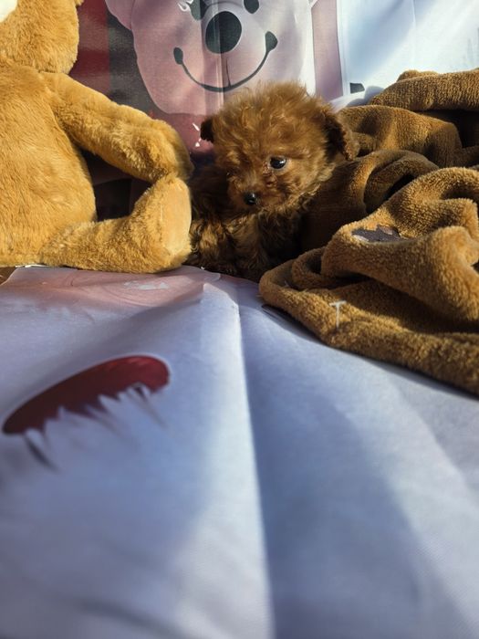 Резервирано !Пудел тийкъп момче