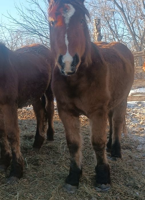 Продам жеребца 1, 5 года