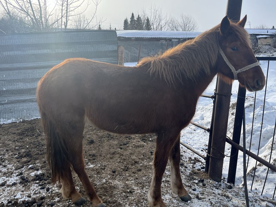 Продаю кобылку два года торг имеится