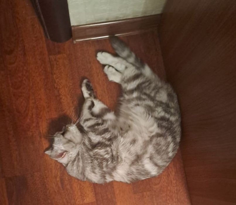 Вязка с котом 5000