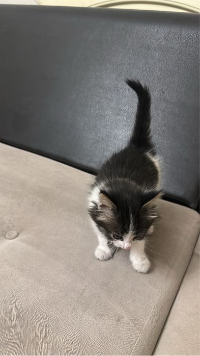 Отдам котёнка в добрые руки