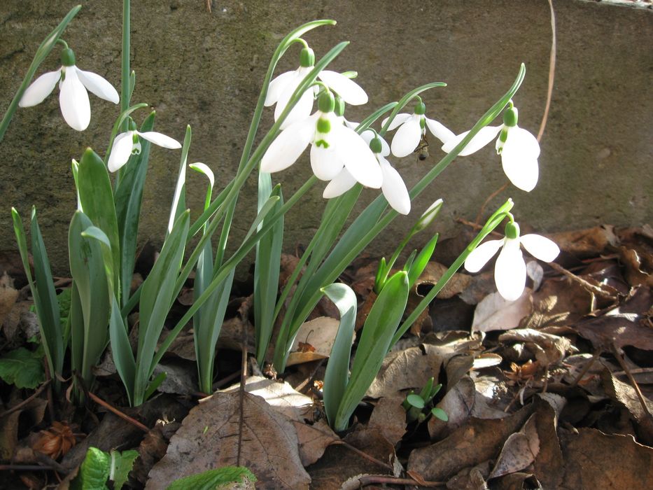 Нарциси,кокичета, зюмбюл,синчец и мускари