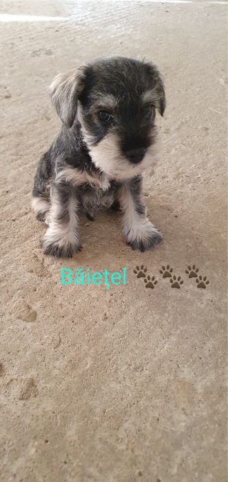 Catei schnautzer pitic