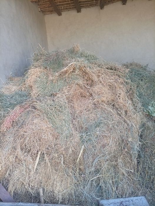Beda (mol ovqatni)