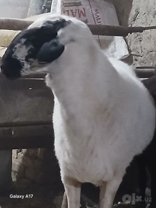 Oq Qoshqor sotiladi