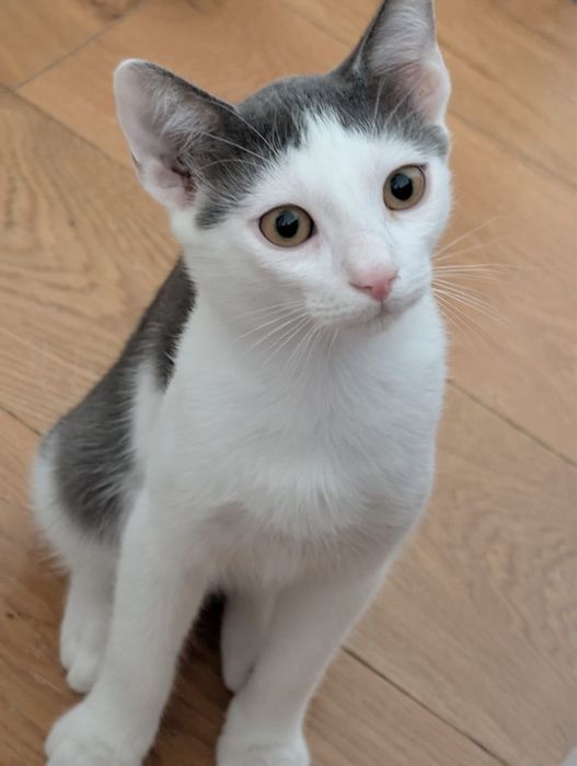 Adoptie - 3 frati wow, ne cautam omul (impreuna sau separat)