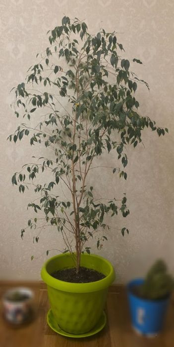 Фикус Бенджамина